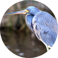 Tricolored Heron