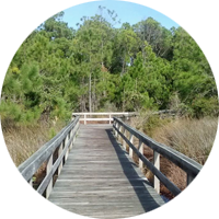 Hammock Hills boardwalk at the Pamlico Sound