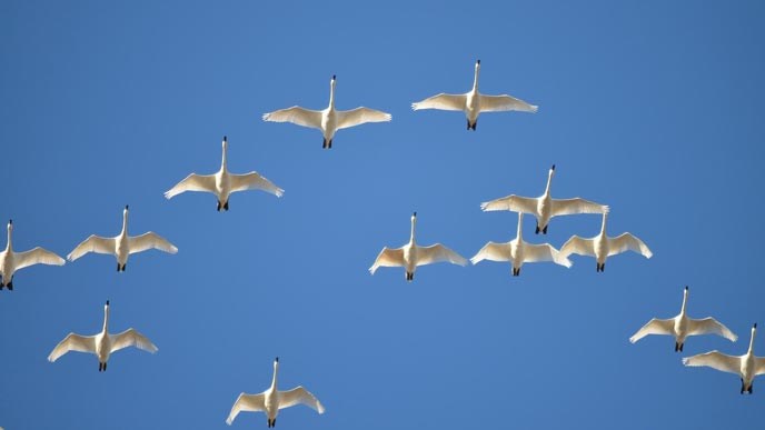 Tundra swans fly overhead