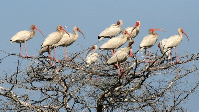 Group of white ibis in a tree