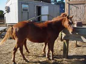 A Banker pony