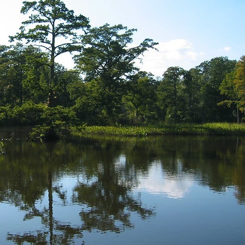 A riverside with bright green vegetation.