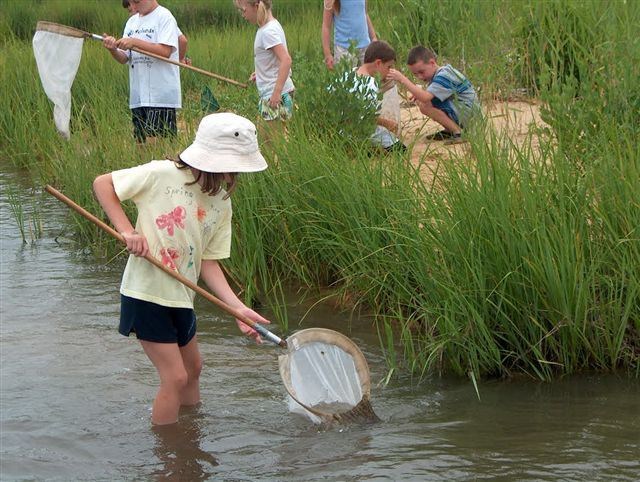 Kids probe the marsh with handheld nets.