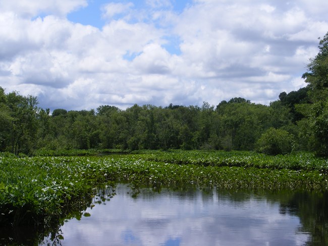 An example of an ICL: the Chicone Creek, a tributary of the Nanticoke River, on the Eastern Shore of Maryland.