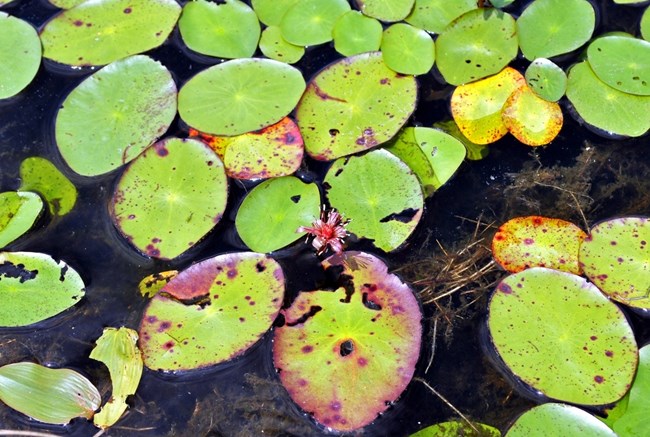 Watershield leaves floating on the water.