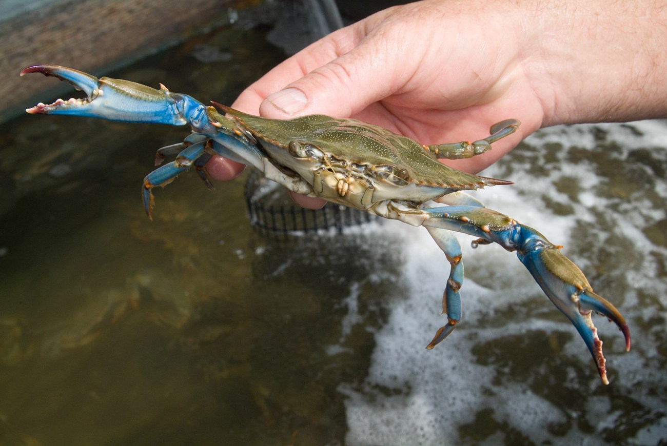 A person holds a blue crab up to the camera.