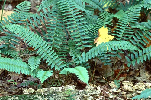 A dark green fern.