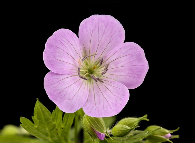 A purple flower.