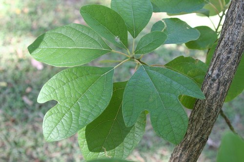 Sassafras leaves