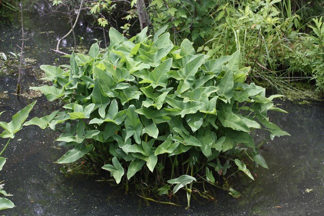 Tuckahoe plants grow in a cluster in the water.