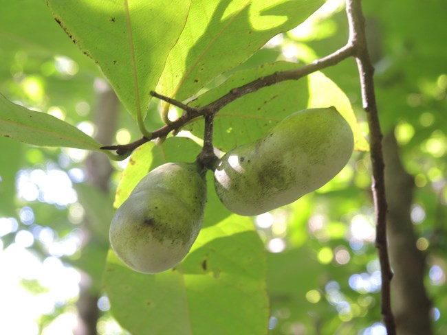 Fruit and leaves of the Paw Paw tree.