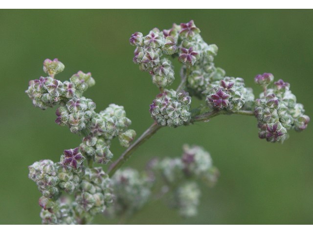 A stem with small purple and green buds