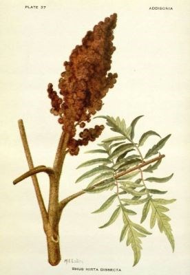 Illustration of the staghorn sumac branches and berries.