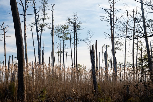 Dead trees are overtaken by grasses in a marsh.