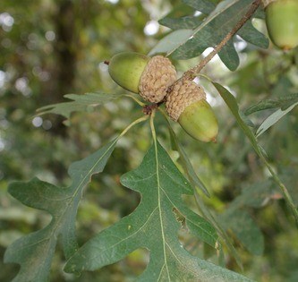 An acorn on a branch.