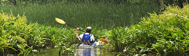 A kayaker paddles through a densely vegetated area. A kayaker paddles through a densely vegetated area.