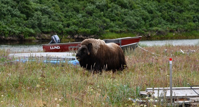 Muskox in front of boat