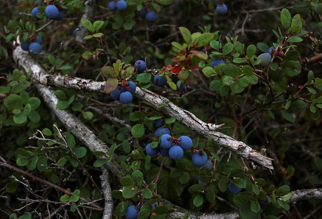 berries in the tundra