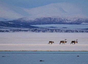 caribou walking on sea ice