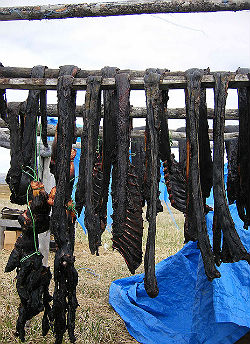 drying-seal-meat.jpg?maxwidth\u003d650\u0026autorotate\u003dfalse