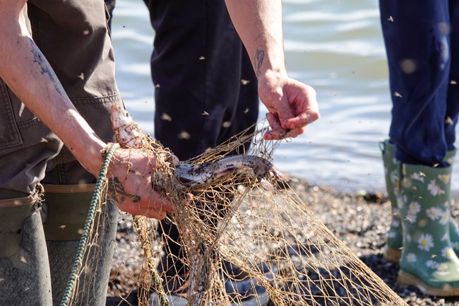 A silver fish is held by someone bent over to pull it out of a light brown net next to a shoreline with bugs flying all around.