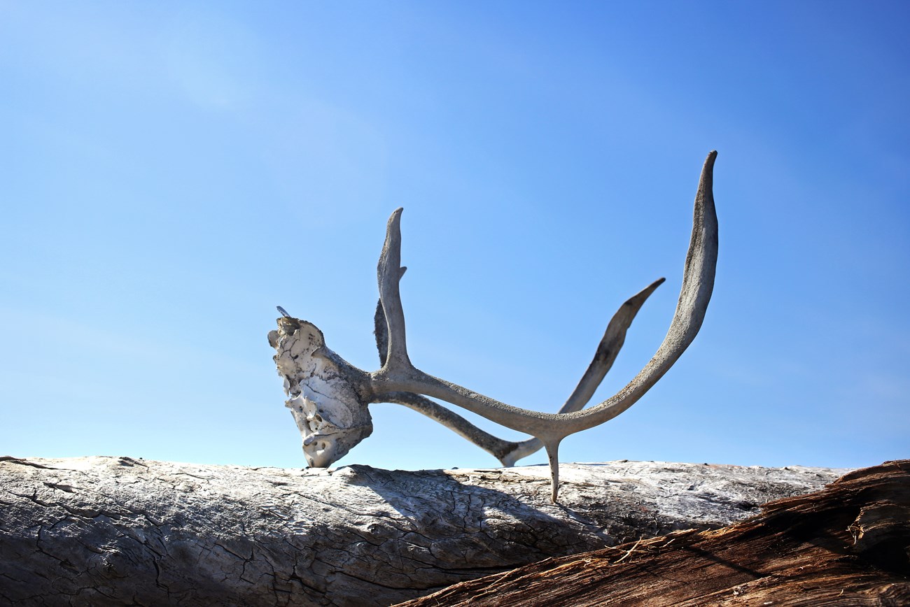 Cape Krusenstern