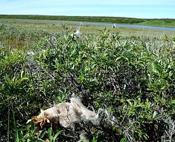 Light brown musk ox fur caught in willows overlooking tundra and a creek