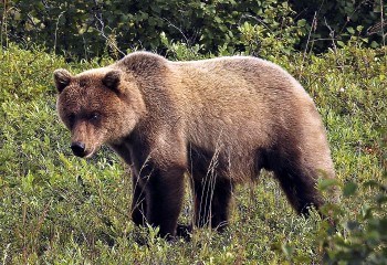 Brown bear standing in the tundra