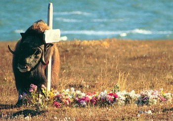 Muskox rubs itself against a wooden grave marker in the tundra