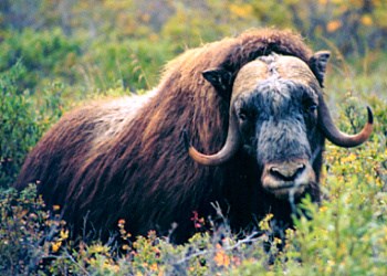 Dark brown bull muskox stares out of a field of green blueberry bushes