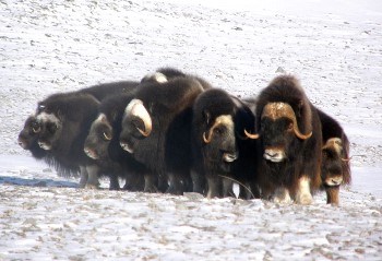 Dark brown muskoxen form a circle in a snow covered landscape