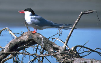 Birds - Cape Krusenstern National Monument (U.S. National Park