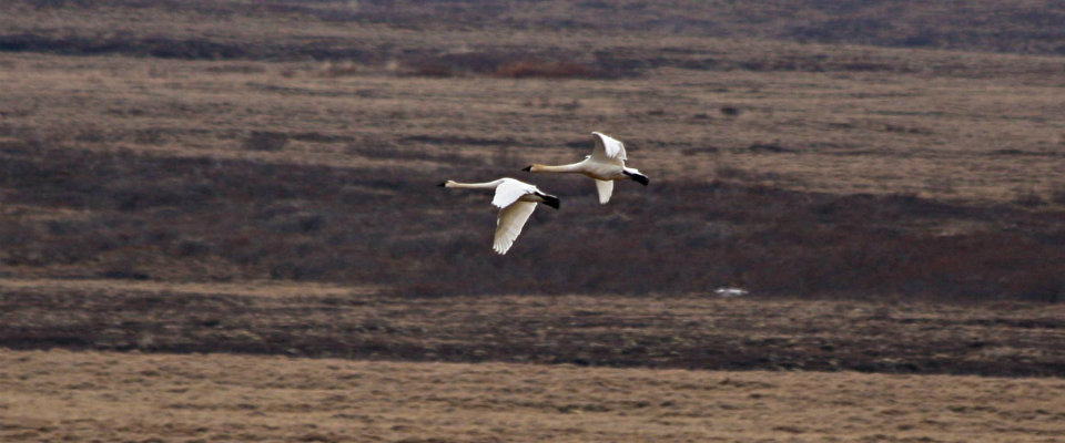 swans-flying-over-the-tundra.jpg