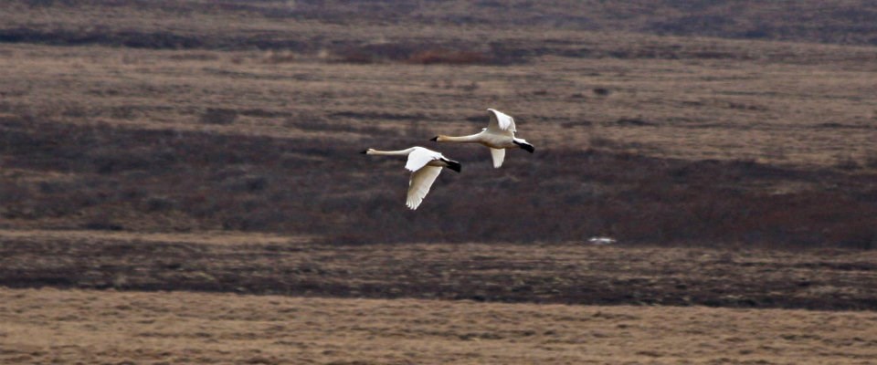 white swans flying with a brown background