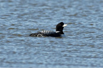 black and white bird floating on blue water