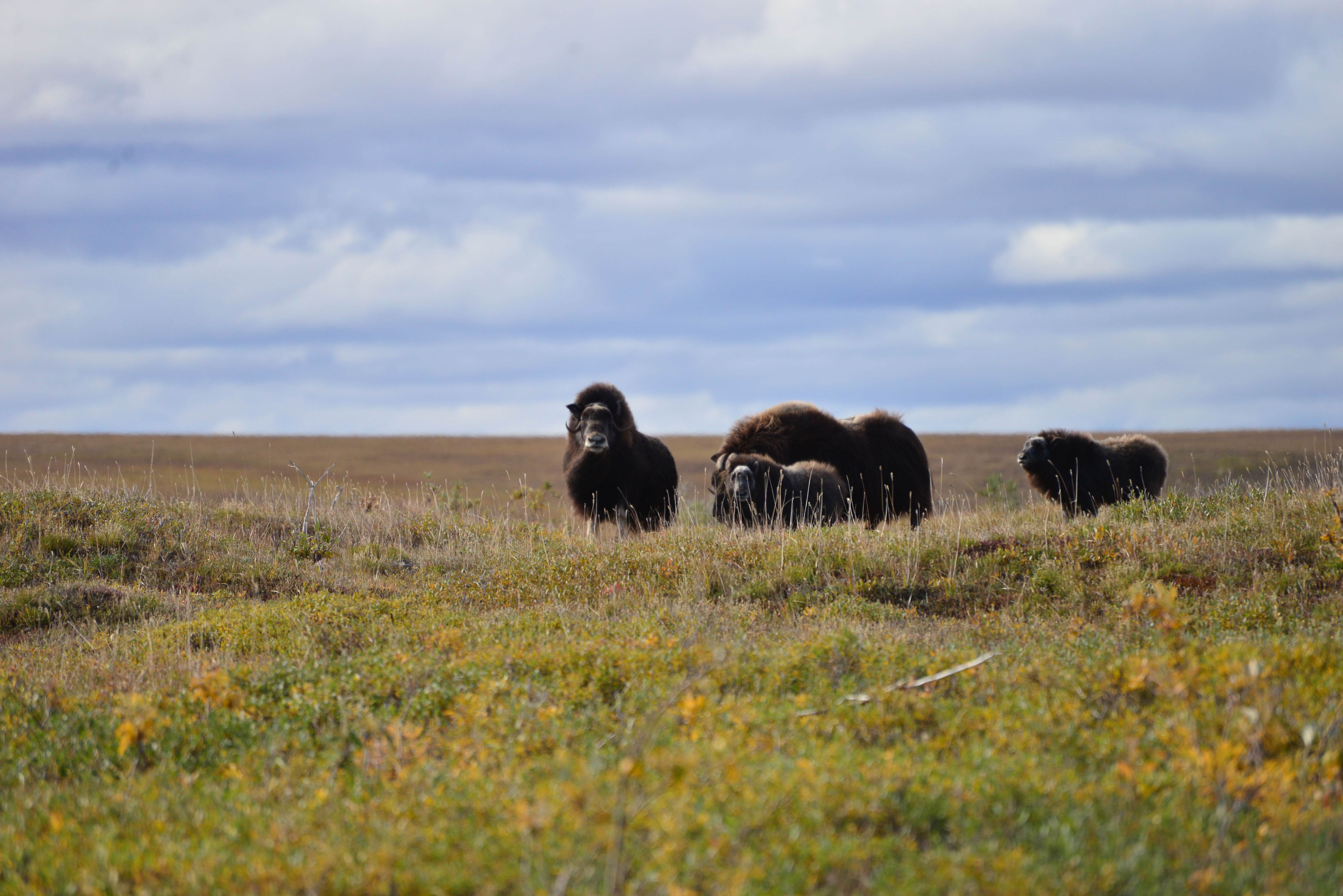 Four muskox stand on the tundra in Noatak National Preserve.