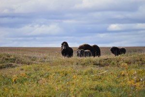 Four muskox stand on the tundra in Noatak National Preserve.