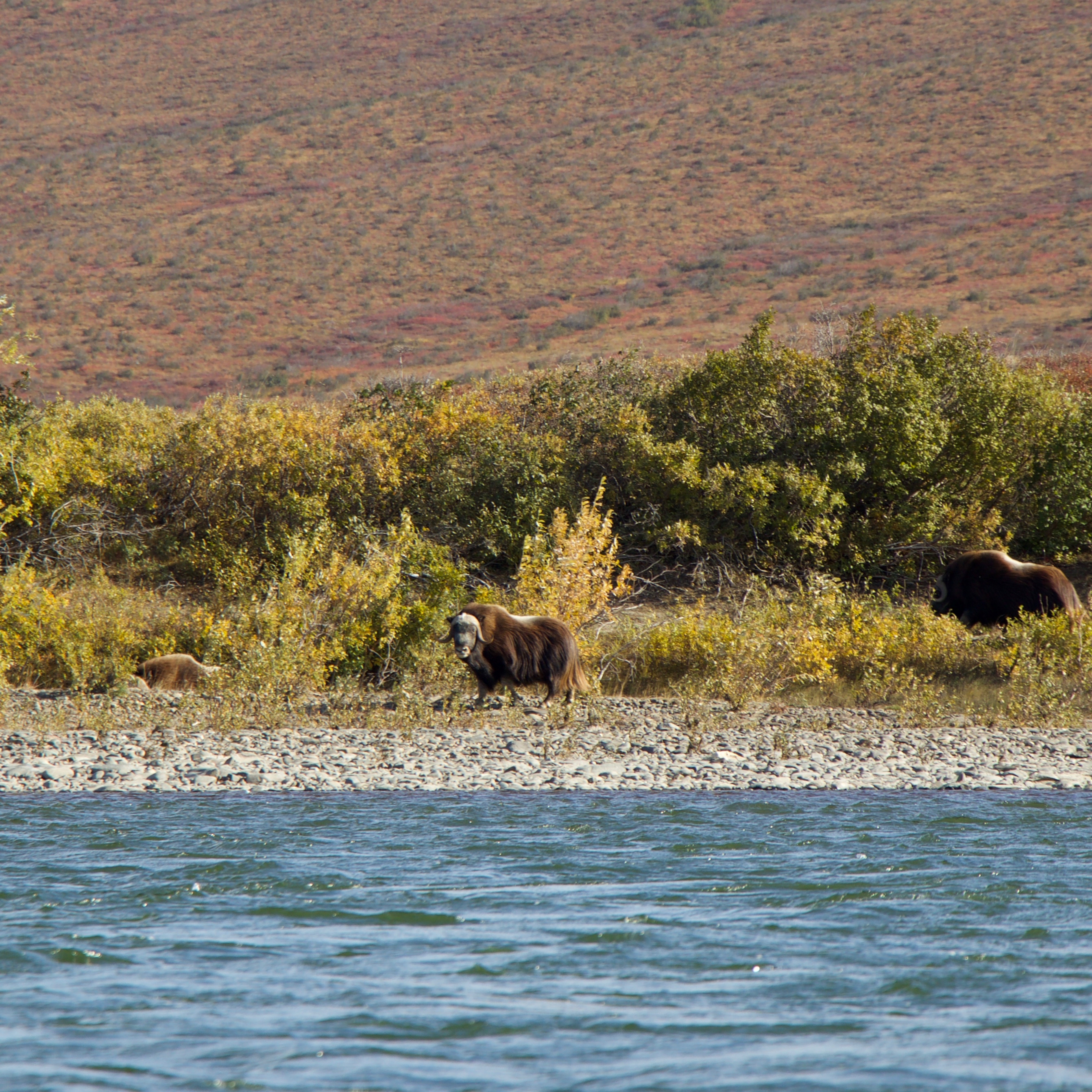 Muskox_Notak River_Fall Muskox stands on opposite side of Noatak River