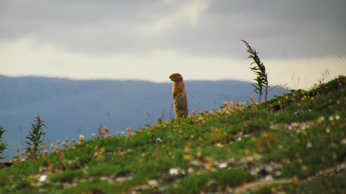 Arctic ground squirrel standing on a hill Arctic ground squirrel standing on a hill
