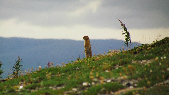 Arctic ground squirrel standing on a hill