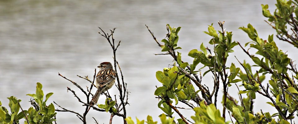 small bird sitting on branch small bird sitting on branch