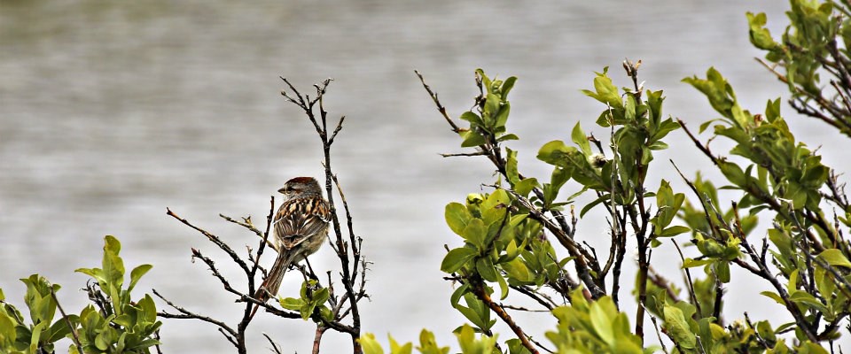 small bird sitting on branch