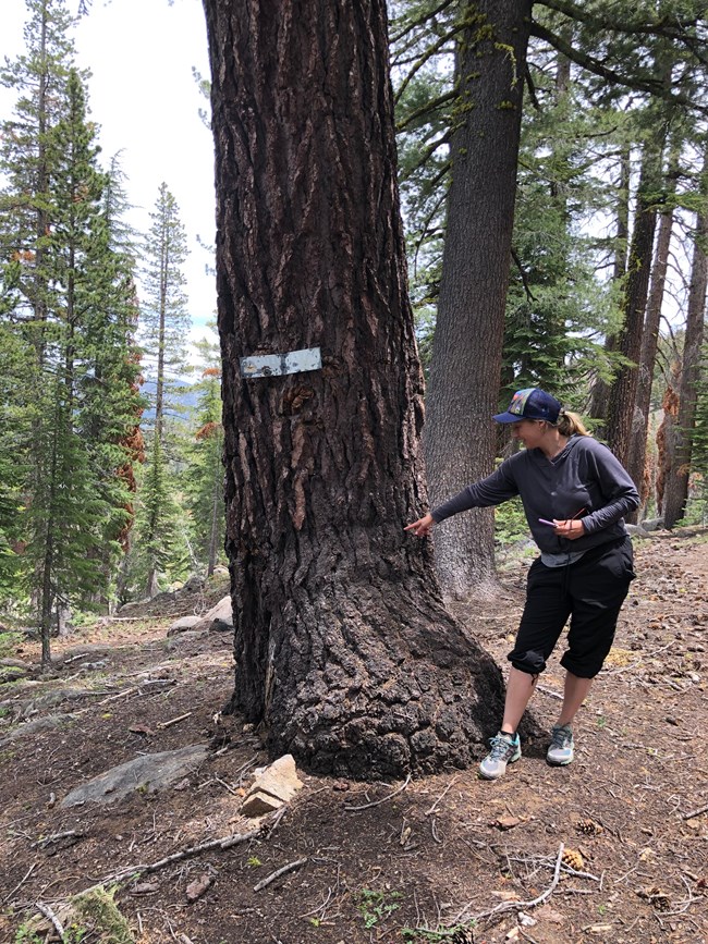 A person stands next to a large tree trunk, marked with a sign.