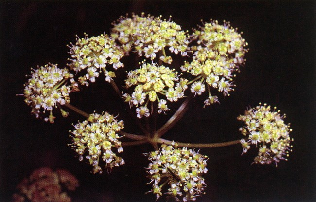 Small white flowers clustered into circles.