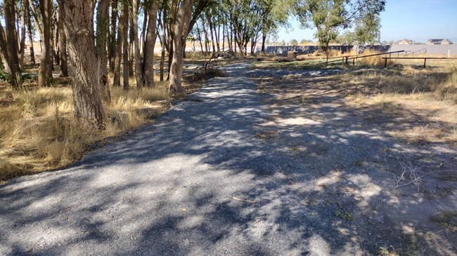 lt= A path leads down through an open forest.