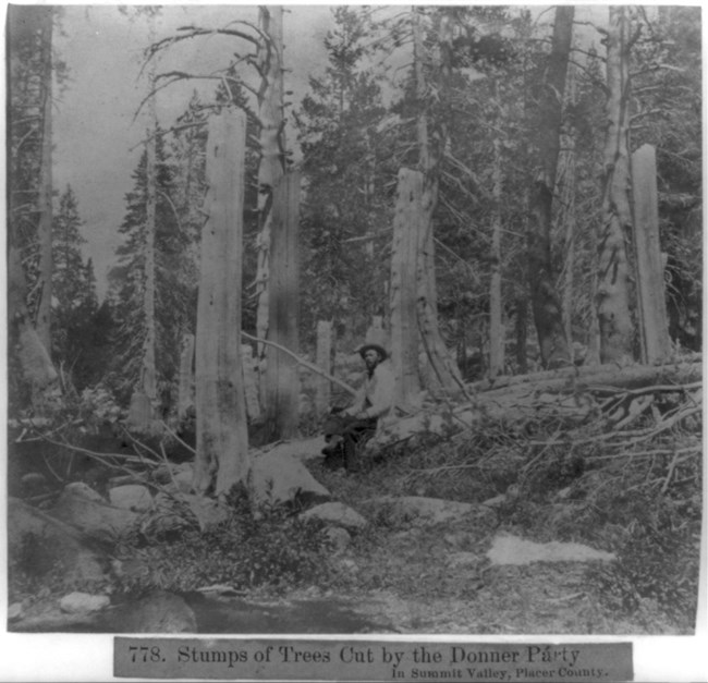 Old black and white photography of a man sitting on a fallen log among tree stumps that rise far above his head.