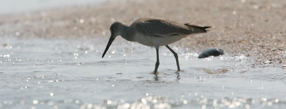 A shorebird wades through the surf.