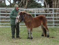 Ocracoke Herd Manager Laura Michaels and Sacajawea