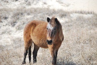 #68, the Oldest Mare in the Shackleford Herd 03-2013