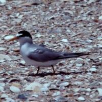 Least Tern